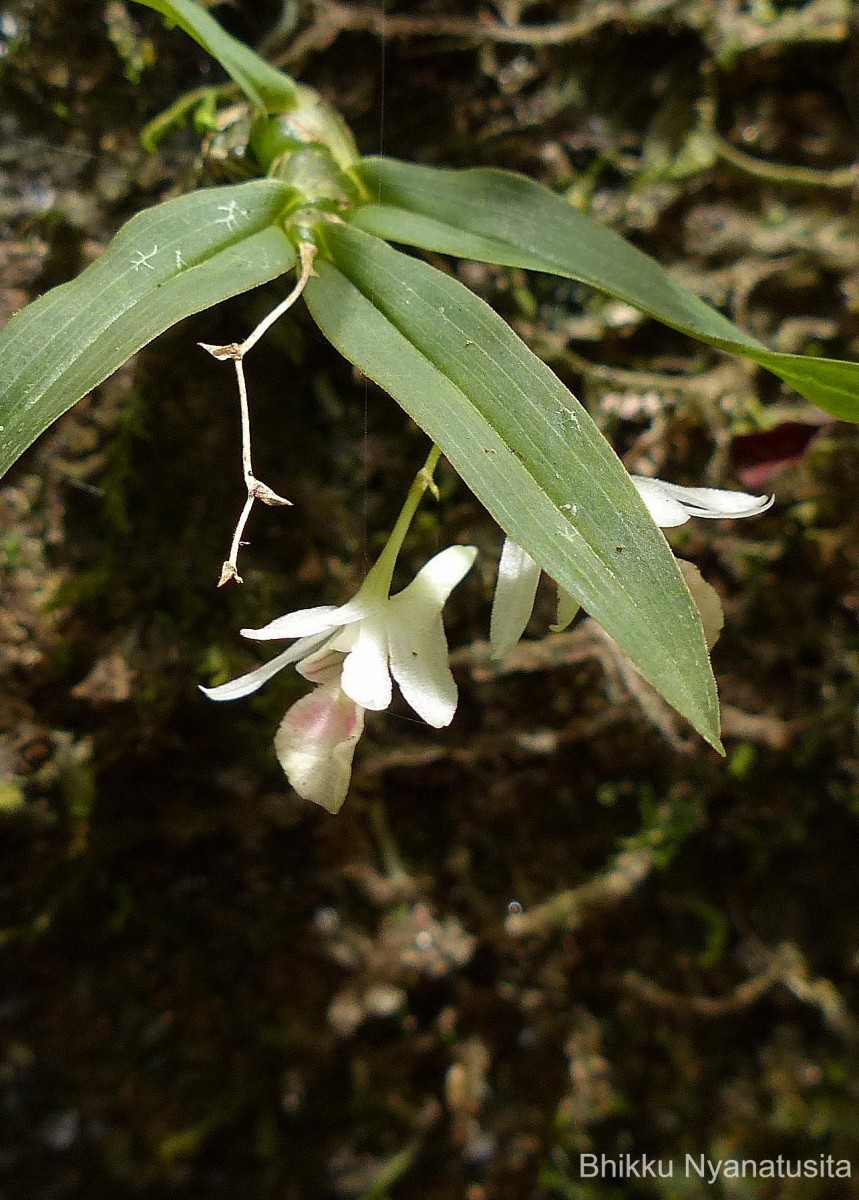 Dendrobium panduratum subsp. panduratum Lindl.